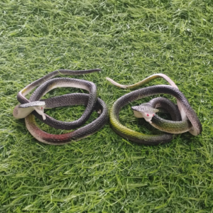 Toy Snake , Pack of 2